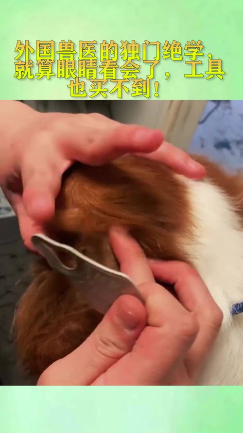 異國獸醫(yī)技藝 那些眼能看會(huì)，卻無處可覓的獨(dú)門工具
